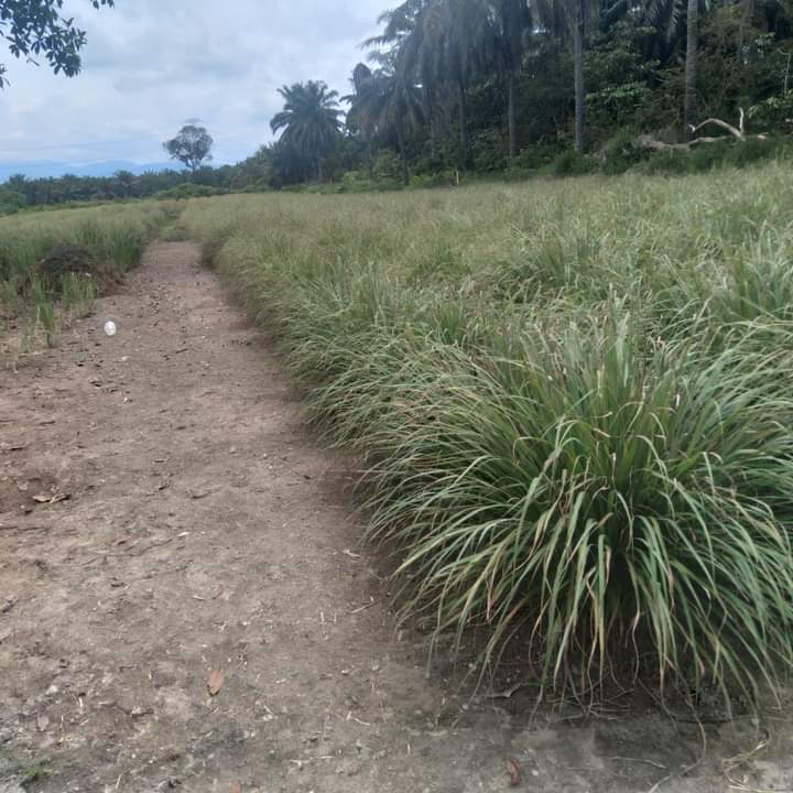 Serai paha ayam